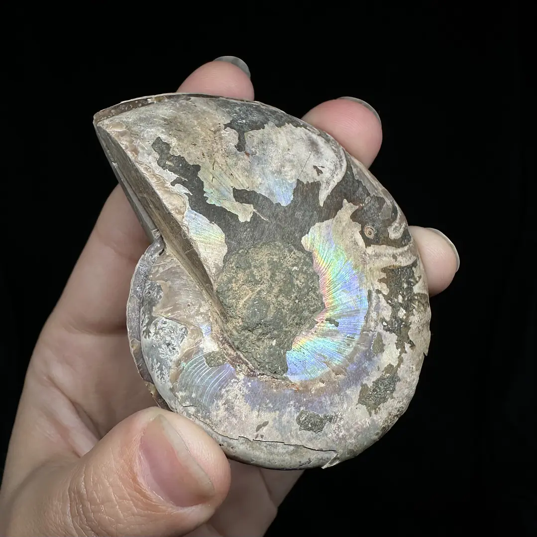 Par Fósiles de Ammonite opalescente #25 2