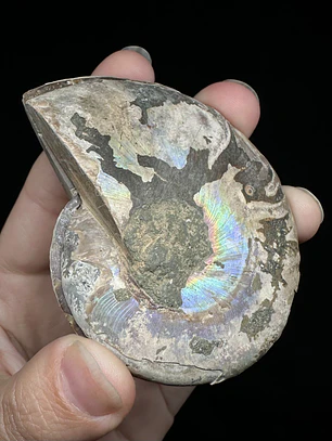 Par Fósiles de Ammonite opalescente #25