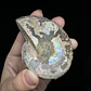 Par Fósiles de Ammonite opalescente #25 - Miniatura 2