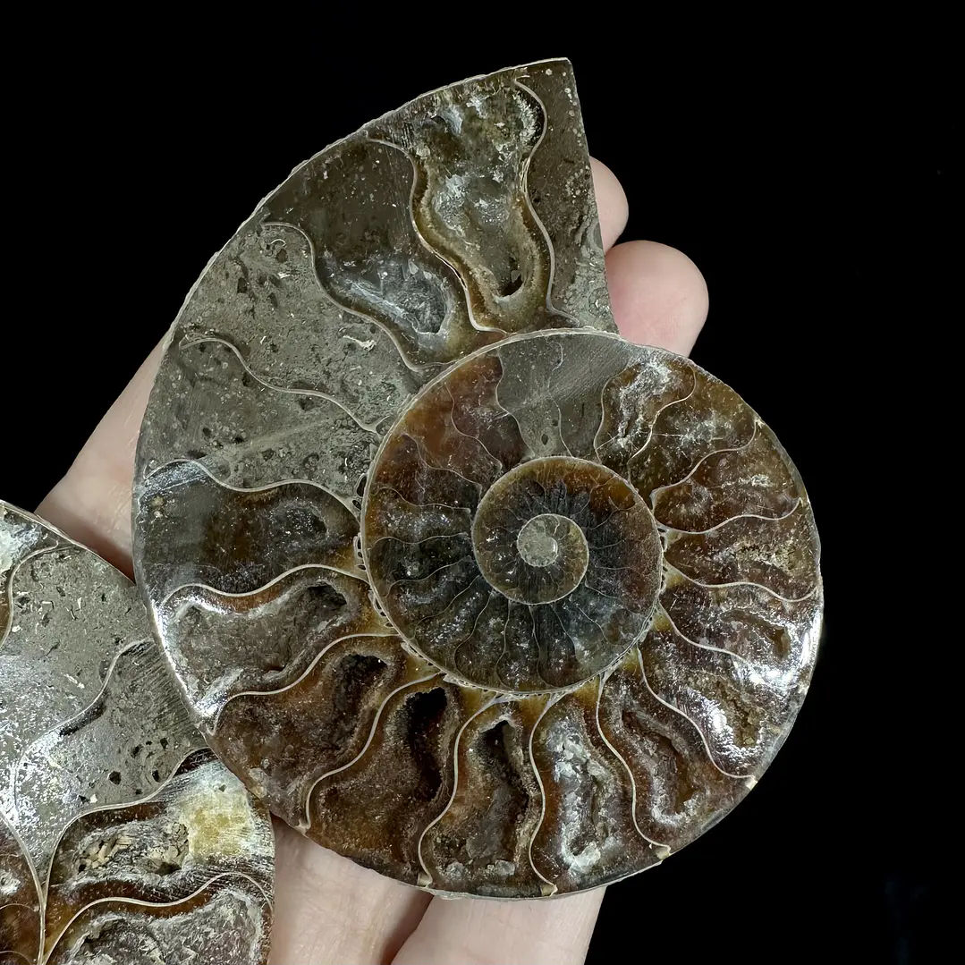Par Fósiles de Ammonite opalescente #25 3