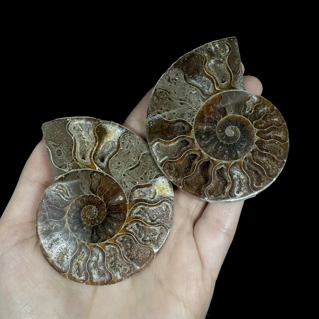 Par Fósiles de Ammonite opalescente #25 1