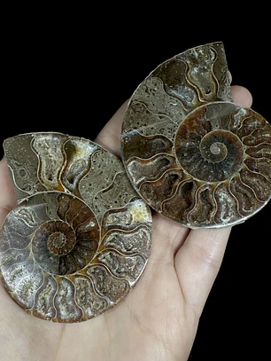 Par Fósiles de Ammonite opalescente #25