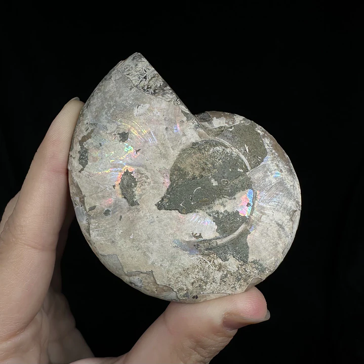 Par Fósiles de Ammonite opalescente #25 5