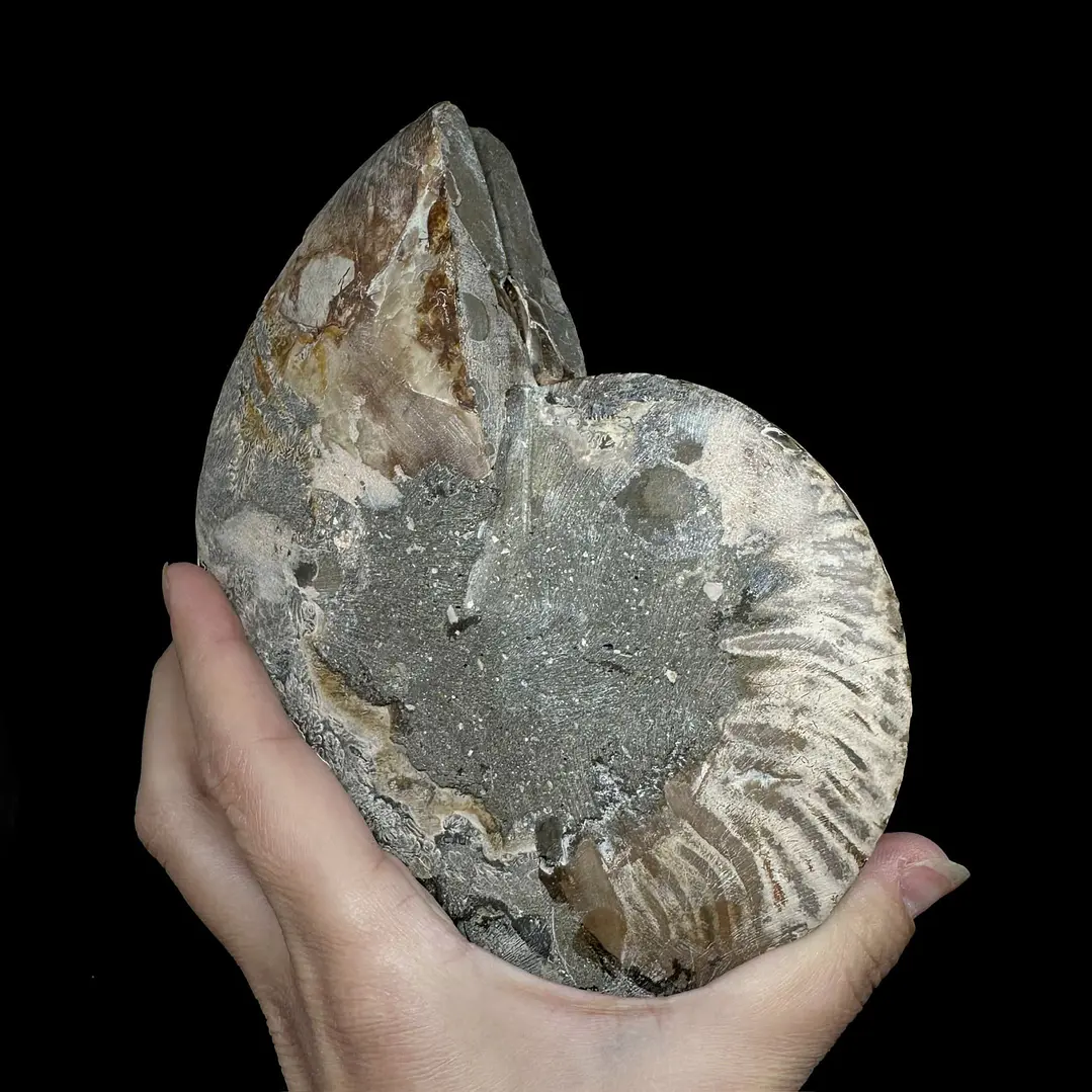 Par Fósiles de Ammonite opalescente #26 7