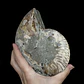 Par Fósiles de Ammonite opalescente #26 - Miniatura 7