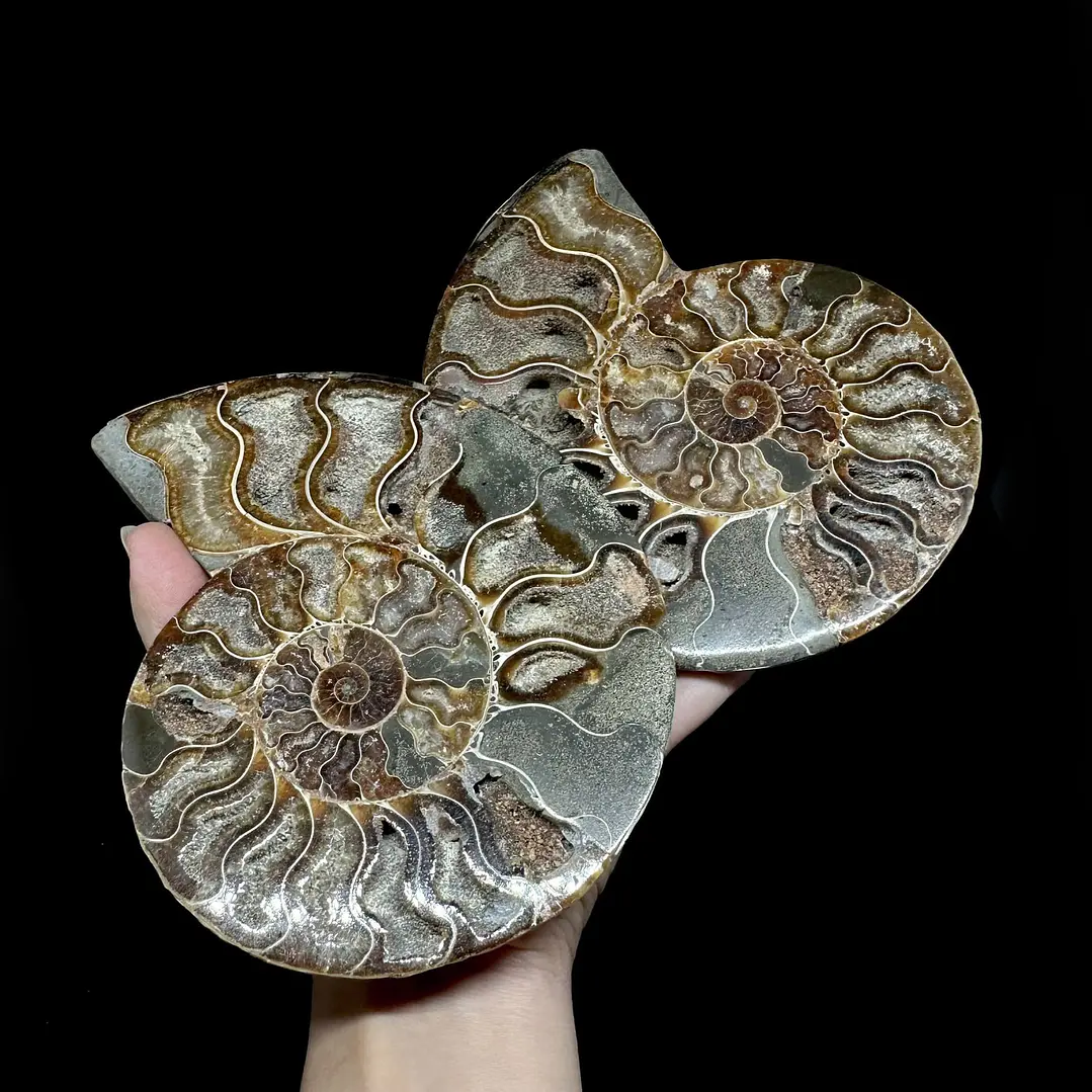 Par Fósiles de Ammonite opalescente #26 1