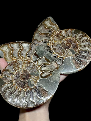 Par Fósiles de Ammonite opalescente #26