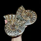Par Fósiles de Ammonite opalescente #26 - Miniatura 1
