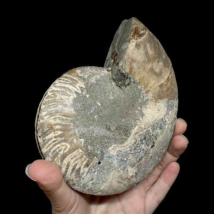 Par Fósiles de Ammonite opalescente #26 6