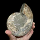 Par Fósiles de Ammonite opalescente #26 - Miniatura 6
