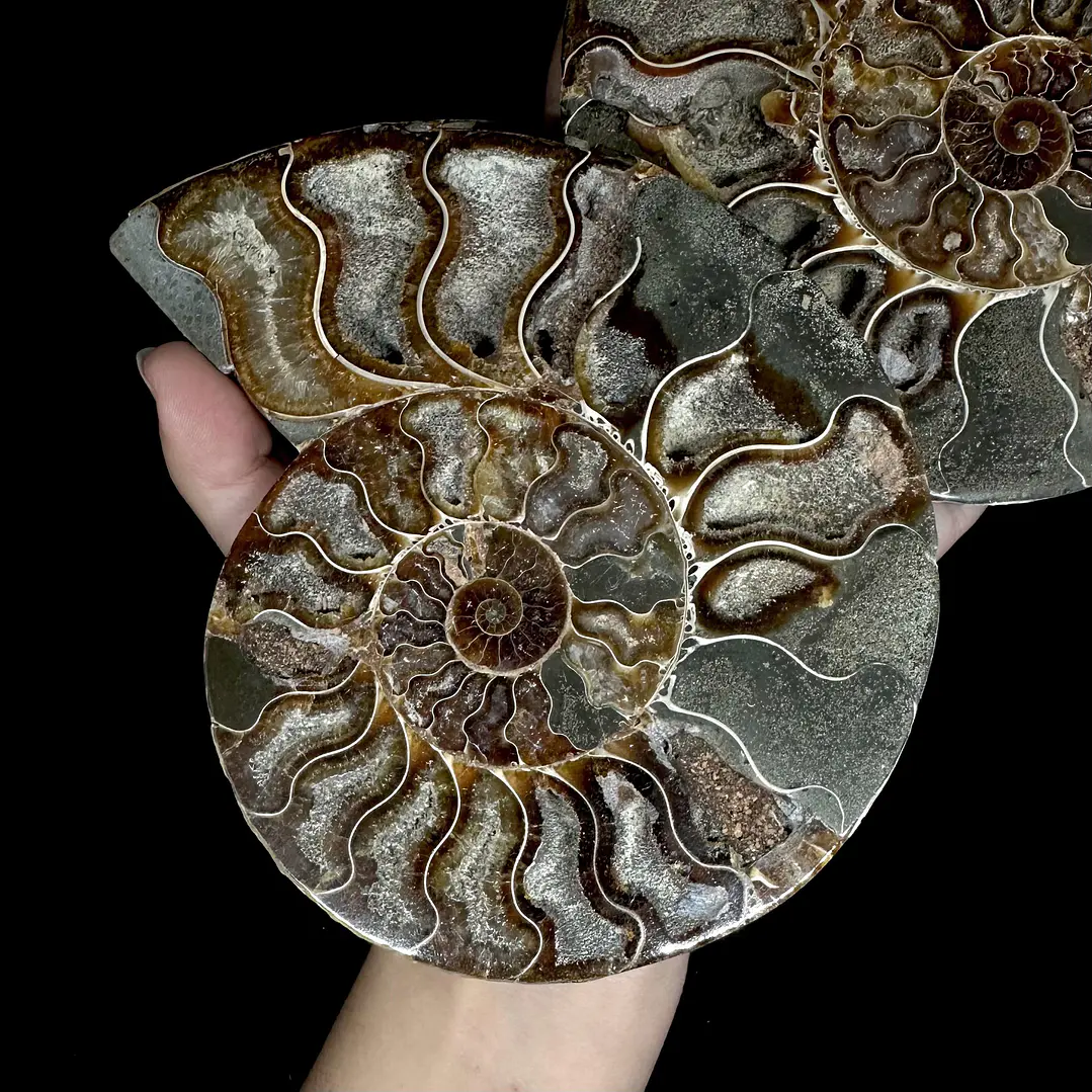 Par Fósiles de Ammonite opalescente #26 3