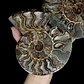 Par Fósiles de Ammonite opalescente #26 - Miniatura 3
