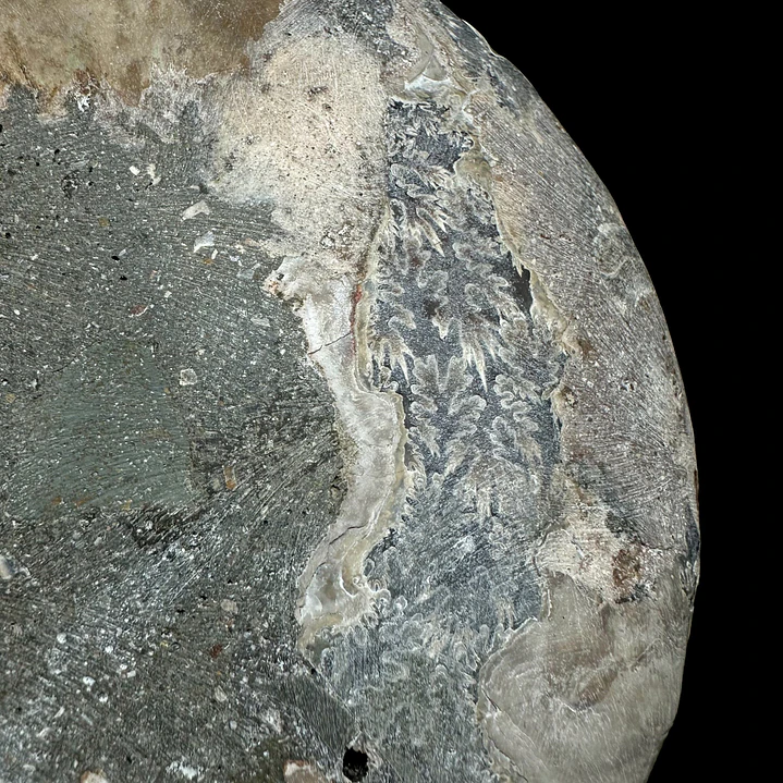 Par Fósiles de Ammonite opalescente #26 5