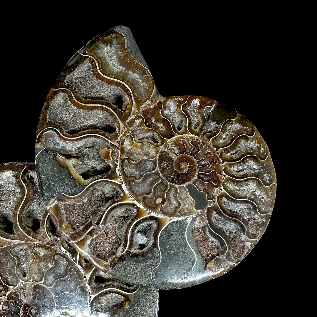 Par Fósiles de Ammonite opalescente #26 2