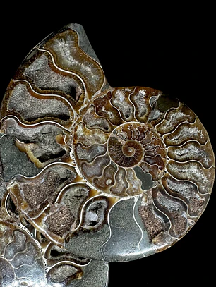 Par Fósiles de Ammonite opalescente #26