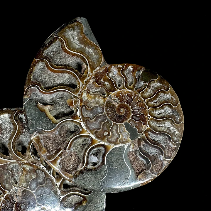 Par Fósiles de Ammonite opalescente #26 2