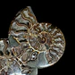 Par Fósiles de Ammonite opalescente #26 - Miniatura 2