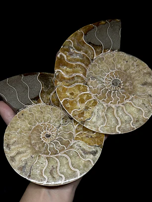 Par Fósiles de Ammonite opalescente #27