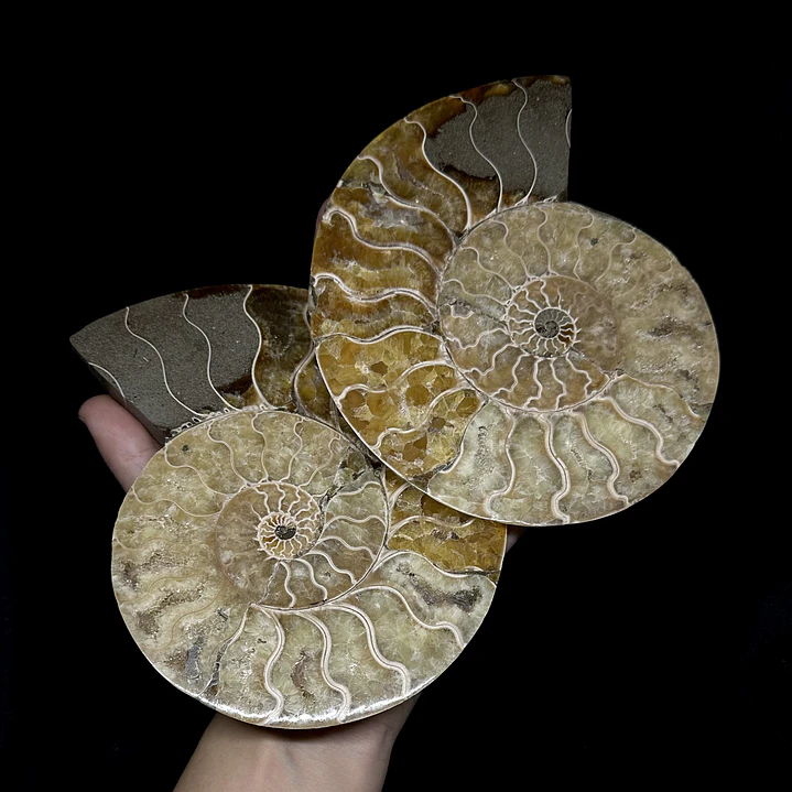 Par Fósiles de Ammonite opalescente #27 1