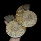 Par Fósiles de Ammonite opalescente #27 - Miniatura 1