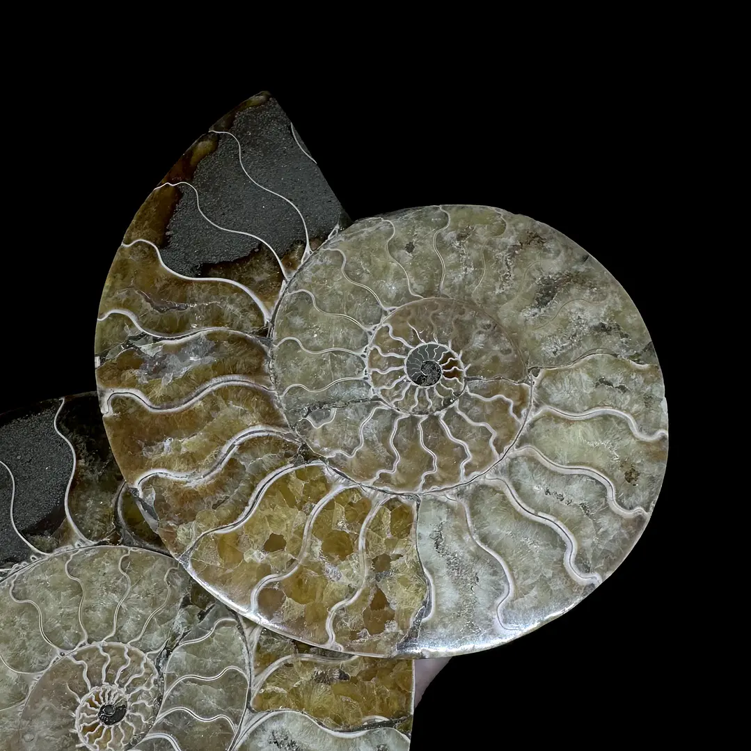 Par Fósiles de Ammonite opalescente #27 2