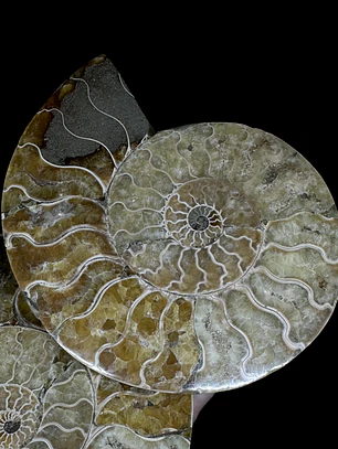 Par Fósiles de Ammonite opalescente #27
