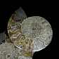 Par Fósiles de Ammonite opalescente #27 - Miniatura 2