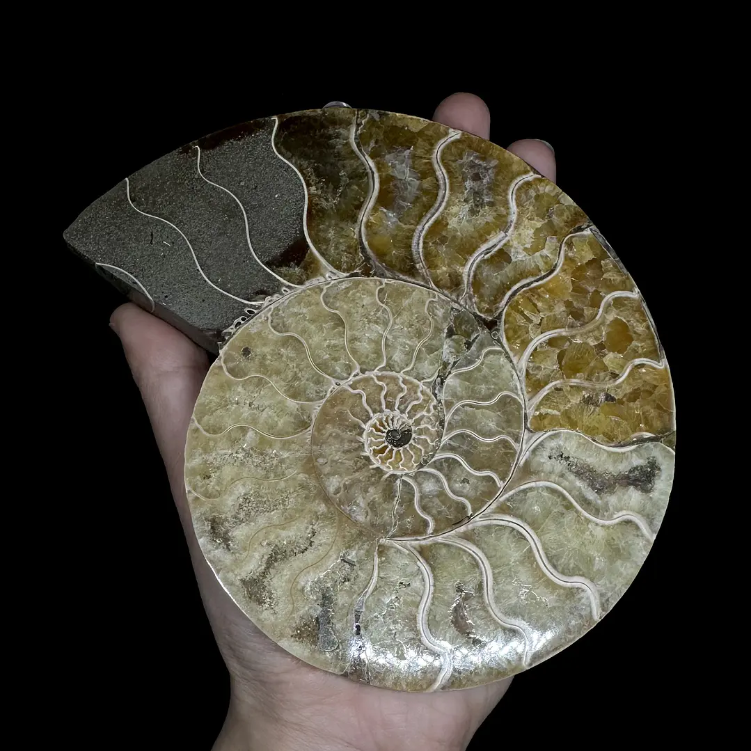 Par Fósiles de Ammonite opalescente #27 3