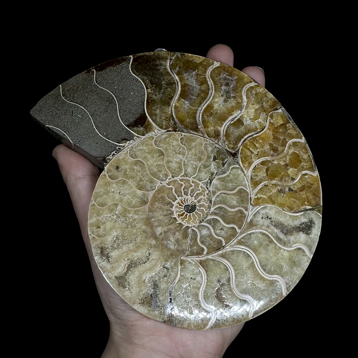 Par Fósiles de Ammonite opalescente #27 3