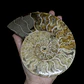 Par Fósiles de Ammonite opalescente #27 - Miniatura 3