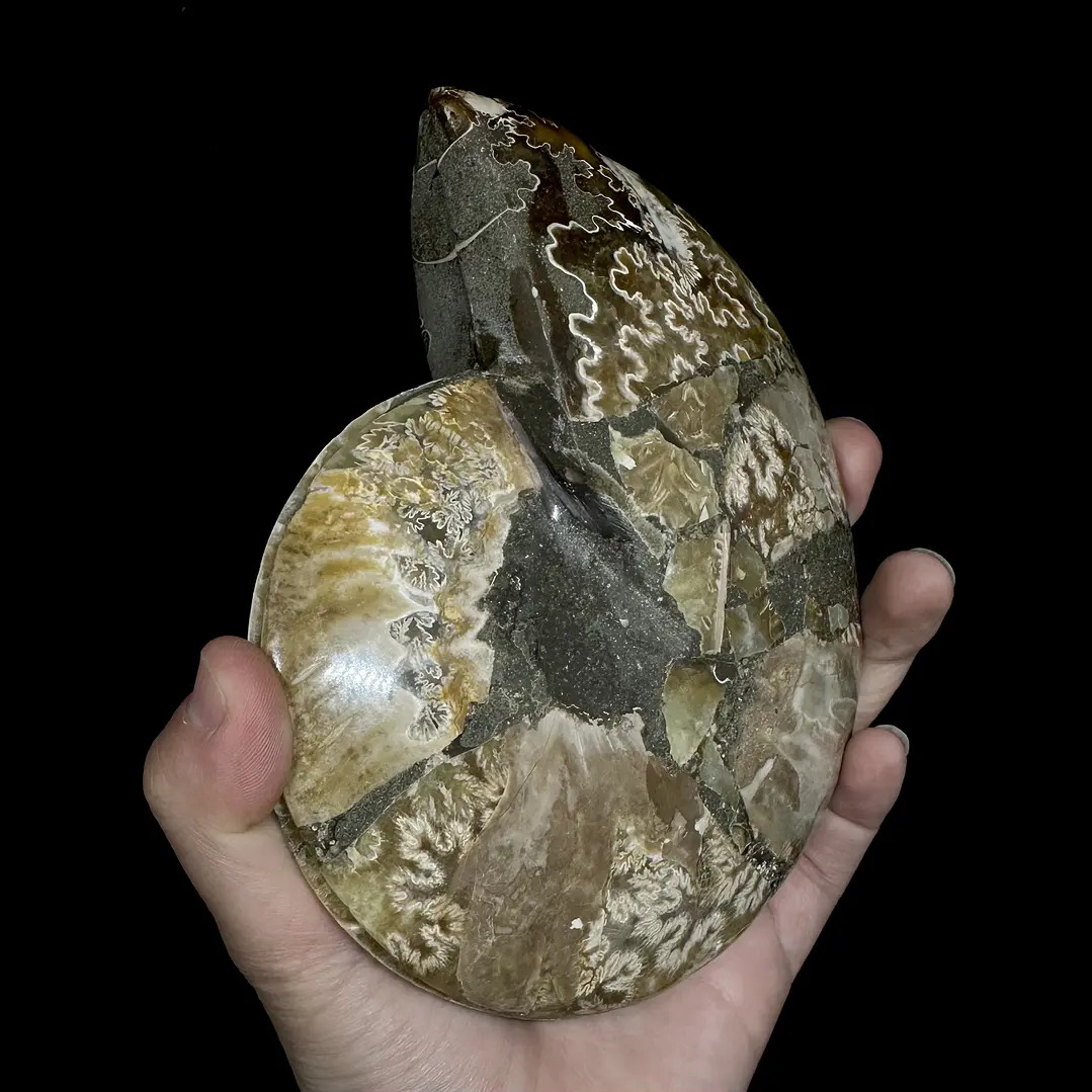 Par Fósiles de Ammonite opalescente #27 4