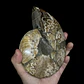 Par Fósiles de Ammonite opalescente #27 - Miniatura 4