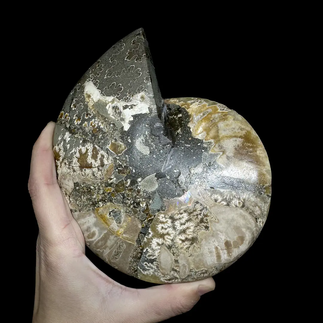 Par Fósiles de Ammonite opalescente #27 5
