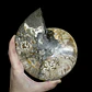 Par Fósiles de Ammonite opalescente #27 - Miniatura 5