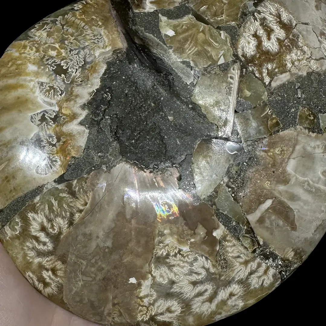 Par Fósiles de Ammonite opalescente #27 6