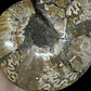Par Fósiles de Ammonite opalescente #27 - Miniatura 6