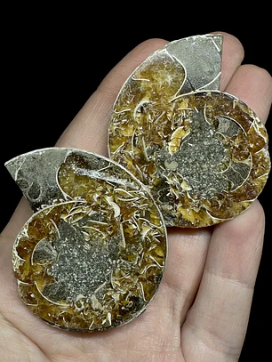 Par Fósiles de Ammonite opalescente #28