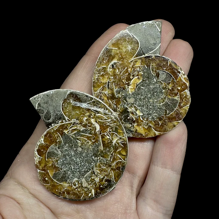 Par Fósiles de Ammonite opalescente #28 1