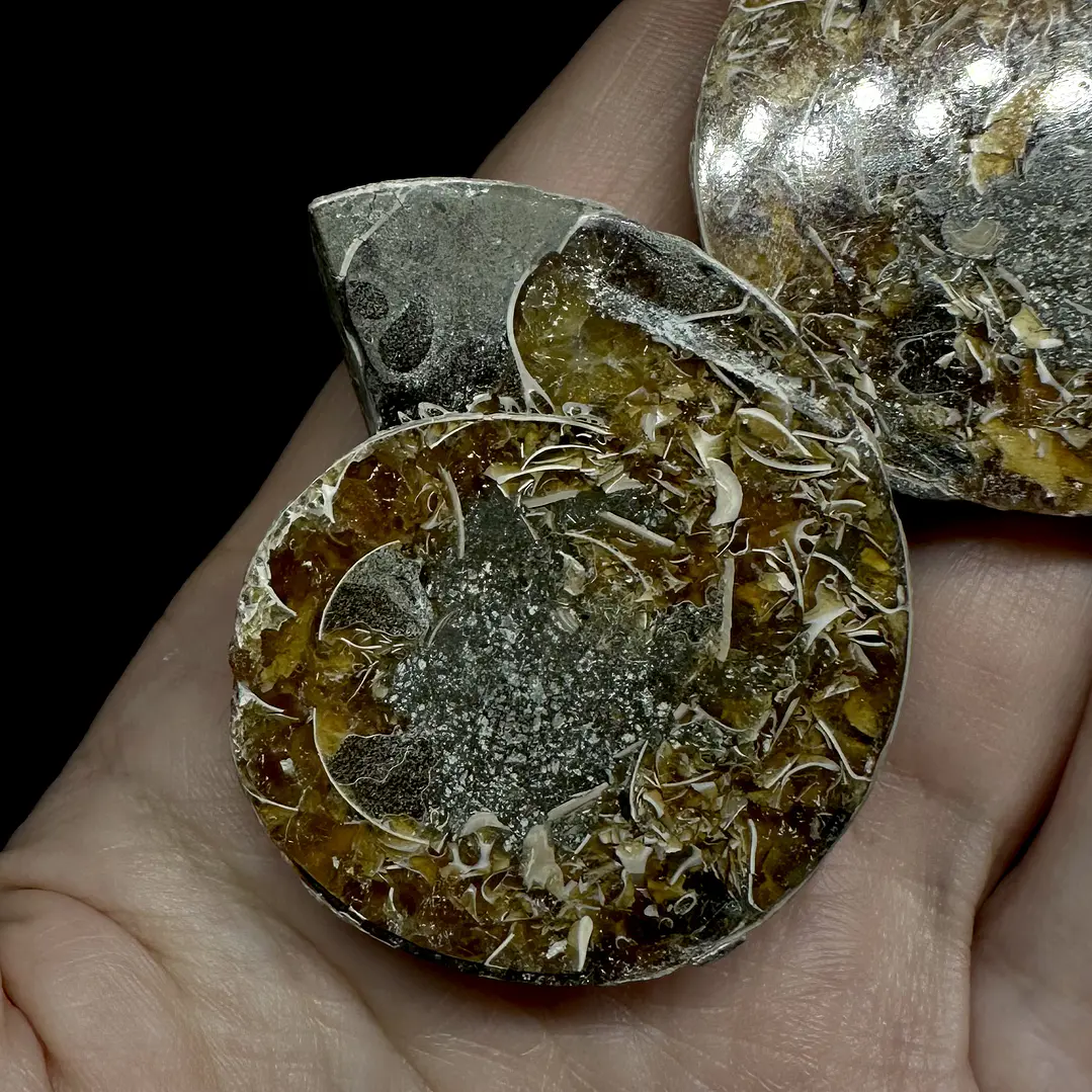 Par Fósiles de Ammonite opalescente #28 3