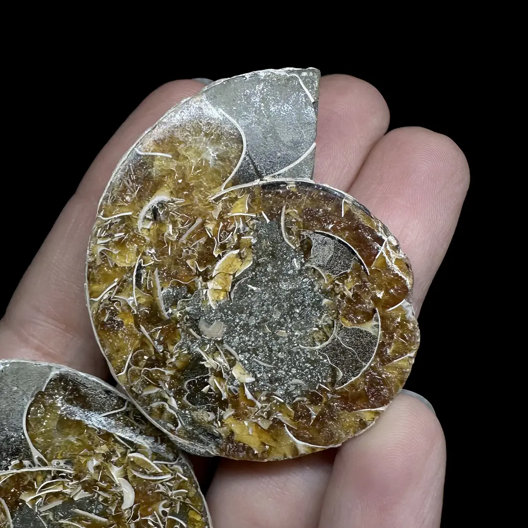 Par Fósiles de Ammonite opalescente #28 2