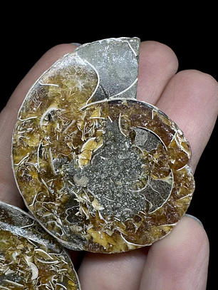 Par Fósiles de Ammonite opalescente #28