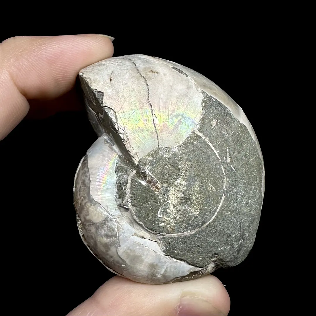 Par Fósiles de Ammonite opalescente #28 5