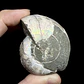 Par Fósiles de Ammonite opalescente #28 - Miniatura 5