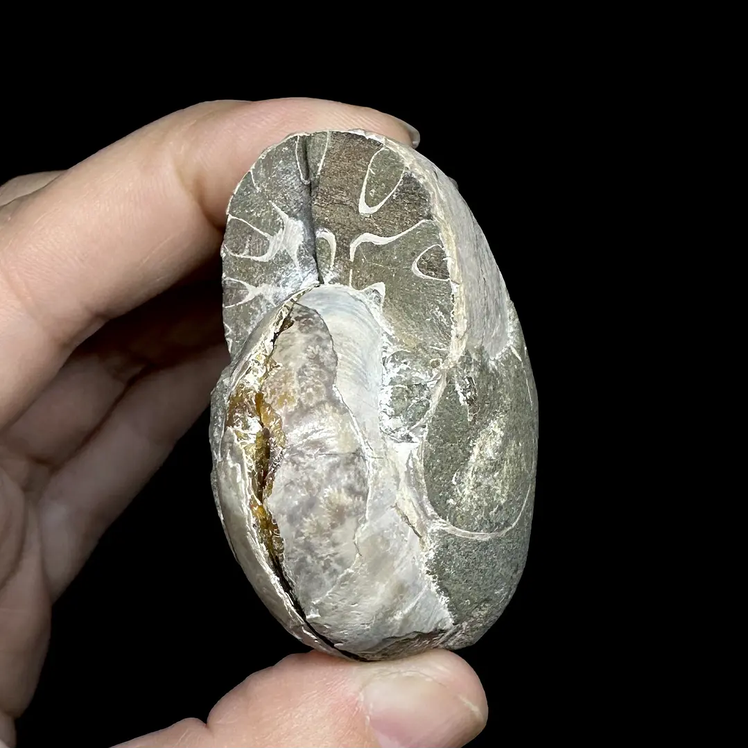 Par Fósiles de Ammonite opalescente #28 6