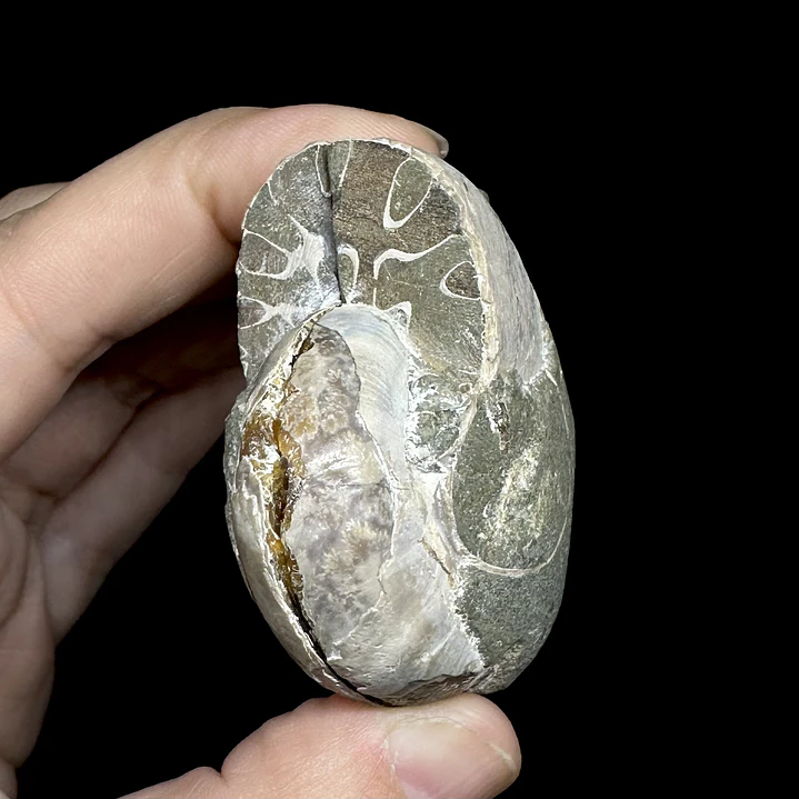 Par Fósiles de Ammonite opalescente #28 6
