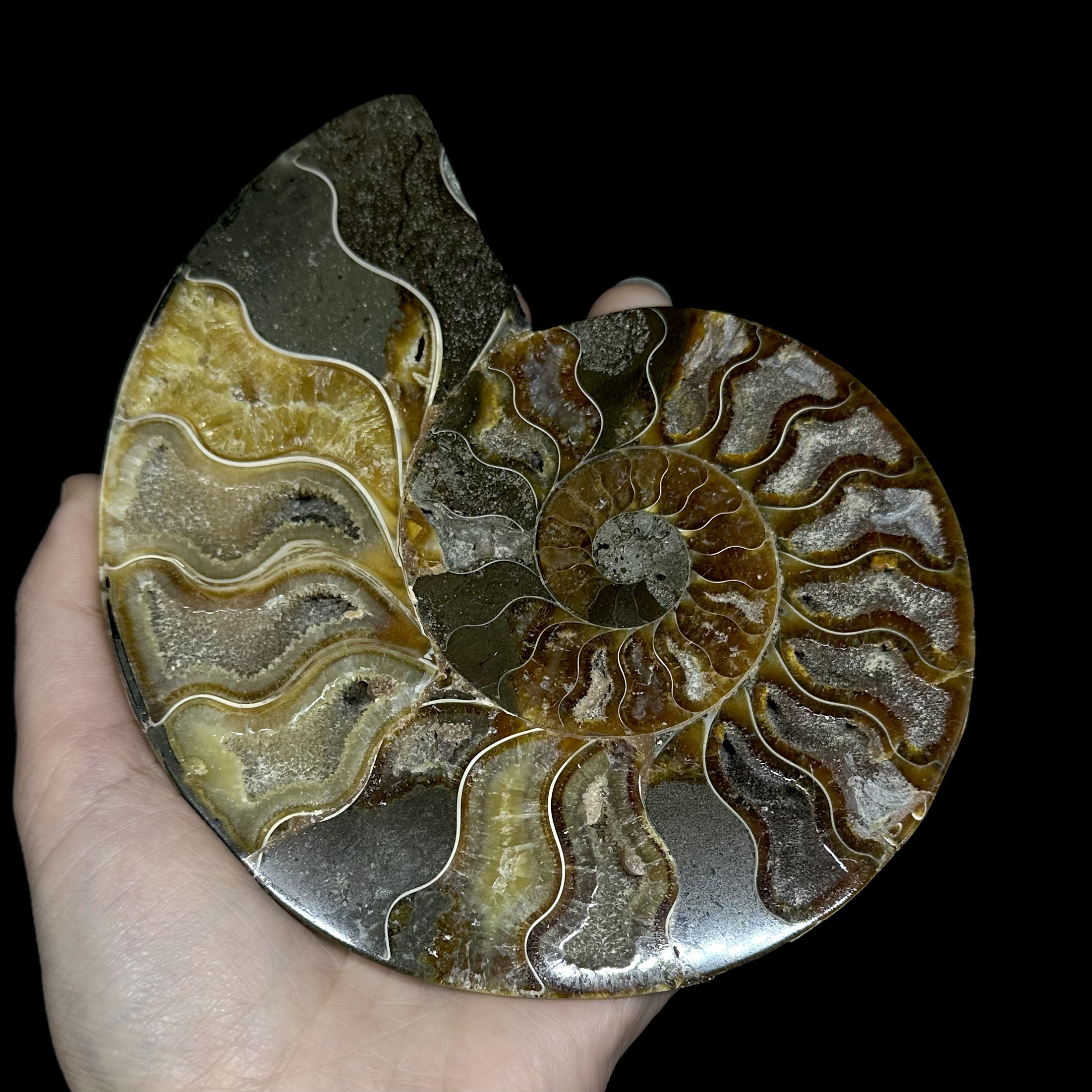 Fósil de Ammonite opalescente #29