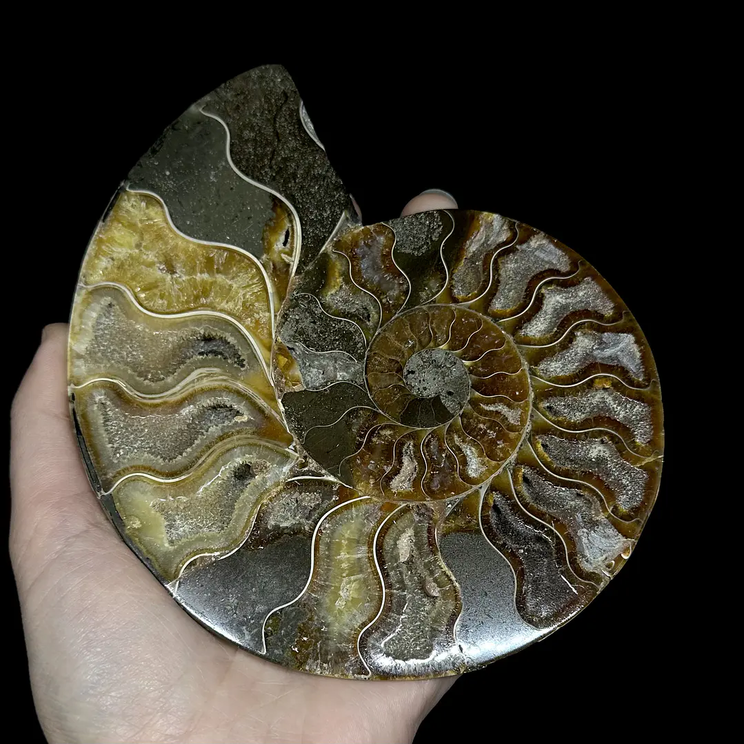 Fósil de Ammonite opalescente #29 1