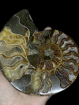 Fósil de Ammonite opalescente #29