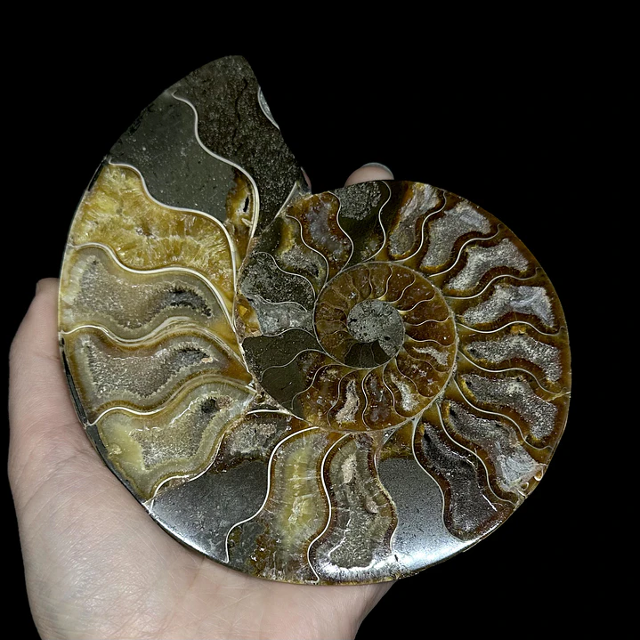 Fósil de Ammonite opalescente #29 1