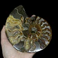 Fósil de Ammonite opalescente #29 - Miniatura 1